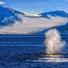 Голубой гренландский кит у берегов Шпицбергена!