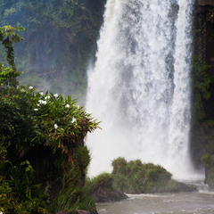 Южная Америка Водопады  Игуассу Жизнь подле водопада