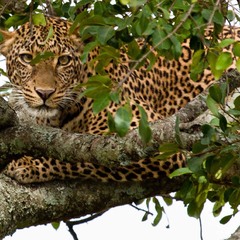 Кения  национальный парк  Масаи Мара.  Леопард   Загнанный  львами.