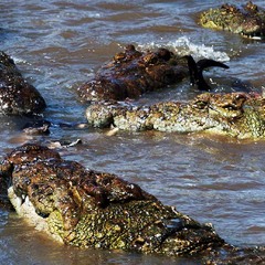 Кения  Река  МАРА.  Крокодилы.  Пижщвые  разборки.