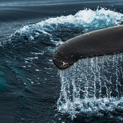 Уходя в глубь океана,  Гренландский голубой кит