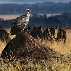 Кения. Национальный парк  Масаи-Мара.   СМОТРЯЩИЙ