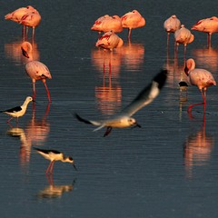 Кения  Озеро  Наккуру   Когда фламинго снятся сны
