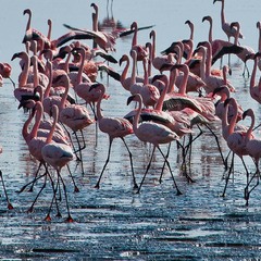 Кения   Озеро  Наккуру   Фламинго.