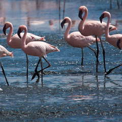 Кения  Озеро Накеуру  Фламинго  Утренний мацион