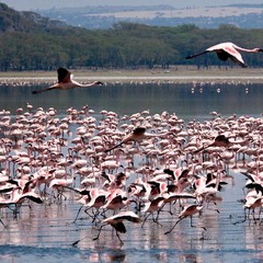 Кения. Озеро Наккуру.  Полёт фламинго.