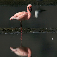 Фламинго   Оражение