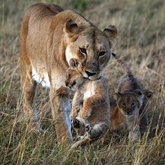 Кения национальный парк Масаи Мара    Львы   Процес воспитания.