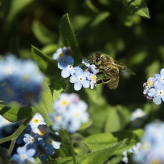 Самое удивительное живое существо на планете- это пчела!