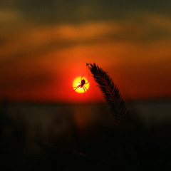 Павучок споглядає захід сонця
