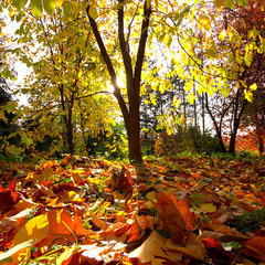 Осенний ковёр в парке