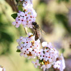 Пчелка Мая
