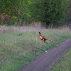 Необыкновенный фазан!