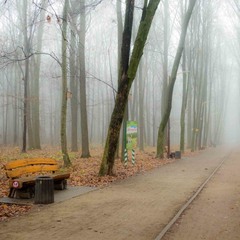 туман в осеннем парке