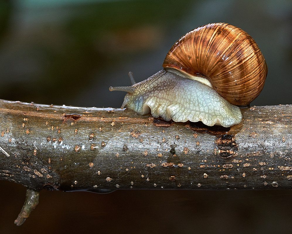 Виноградная улитка. Раковина виноградной улитки. Helix pomatia раковина. Панцирь виноградной улитки.