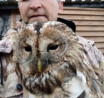 Сіра неясить.