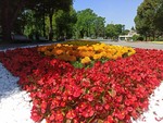 Квіти.