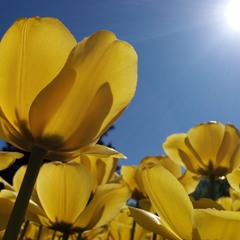 Сонячні квіти.