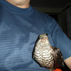 Підлабузник..