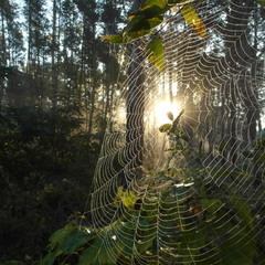 Солнце в ловушке паука.