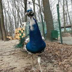 Павич "Пуська"