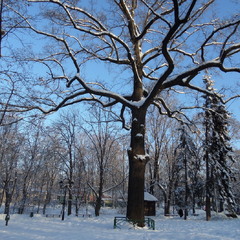 Багатовіковий дуб.