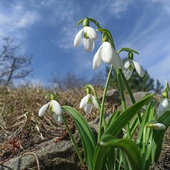 Весняний первоцвіт.
