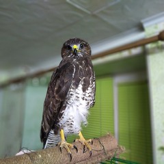 Посиділки канюка..