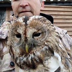 Сіра неясить.