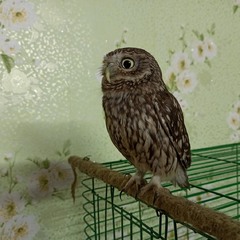 Сич "Чунька"