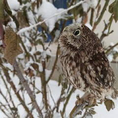 Прогулянка домового сича.