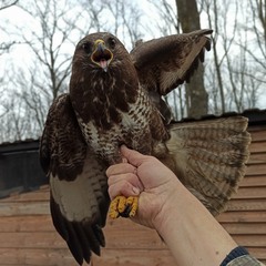 Привітання яструба.