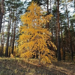 Осінь..