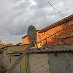 Сон  сірої неяситі.