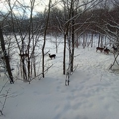 Лісні гості..