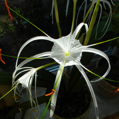 "Зимова квітка.."