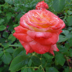 Ранкова троянда.