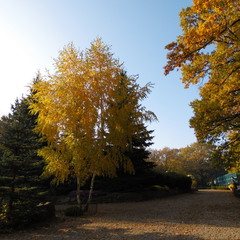 Осень в парке.
