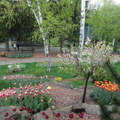 Весняний цвіт.