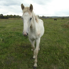 Фотопортрет белой лошади.