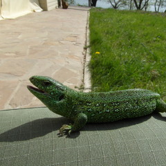 Під ранковим сонечком.