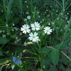 Лісові квіти.