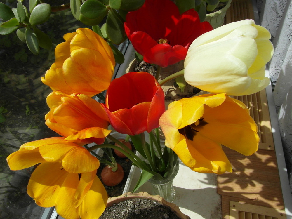 Тюльпаны на рабочий стол. Поле цветов. Настроенье мое тюльпанное. Упаковка тюльпанов. Тюльпанное настроение.