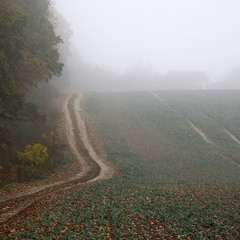 Туман край села