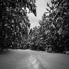 Снежная фото прогулка