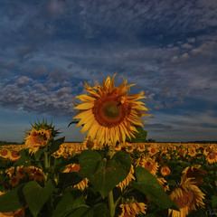 Sunflowers and Sky.