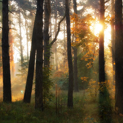 Осеннее утро в лесу