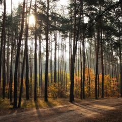Осенний свет леса