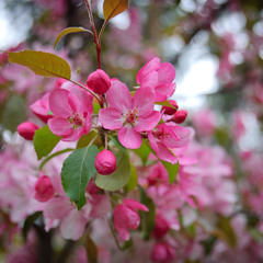 Розовая яблоня