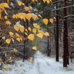 Осень-зима